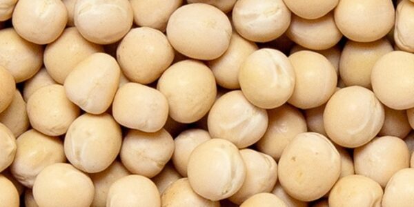 Kaanja Pattani (Dried White Peas)